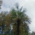 Copernicia alba Hoja