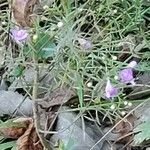 Agalinis tenuifolia 葉