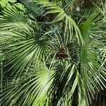 Chamaerops humilis Hábitos