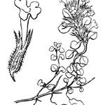 Clinopodium corsicum Arall