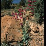 Penstemon eatonii Хабит