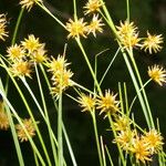 Rhynchospora holoschoenoides Flower