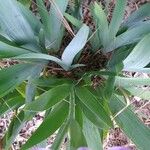 Iris versicolor Blad