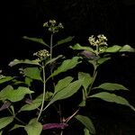 Psychotria pubescens Flor