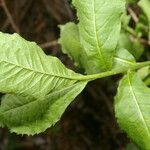 Trixis inula Leaf