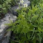 Anemone virginiana Květ
