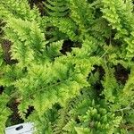 Polypodium interjectum ഇല