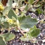 Atriplex laciniata Leaf