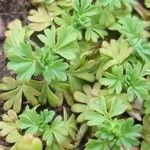 Alchemilla australis Прочее