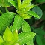 Barleria volkensii Leaf