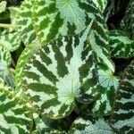Begonia imperialis Hábito