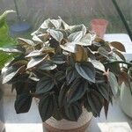 Peperomia albovittata ഇല