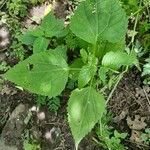 Boehmeria cylindrica Blatt