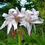 Crinum zeylanicum 花