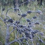 Banksia spinulosa Συνήθη χαρακτηριστικά