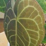 Anthurium clarinervium List