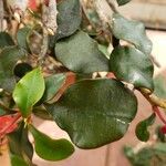 Euphorbia geroldii Лист