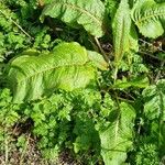 Rumex × acutus Habit