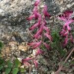 Fumaria barnolae Fula