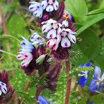 Anchusella variegata Blomst