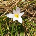 Colchicum alpinumBlüte