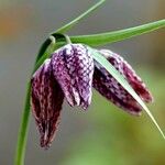 Fritillaria meleagris Kvet
