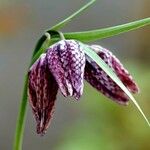 Fritillaria meleagris Blüte