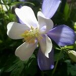 Aquilegia viscosa Λουλούδι