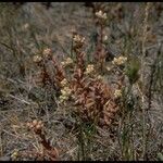 Dudleya nesiotica Hàbitat