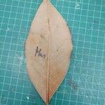 Magnolia grandiflora Leaf