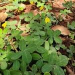 Arachis repens Lapas