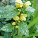 Lamium galeobdolonFloare