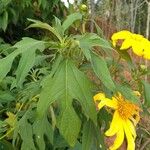 Tithonia diversifolia Levél