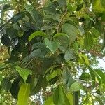 Ficus macrophylla পাতা