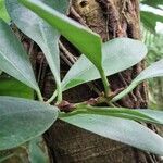 Ficus cyathistipula Habit