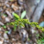 Carex vulpinoidea Flor