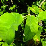 Magnolia acuminata Leaf