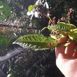 Pilea longifolia Otro