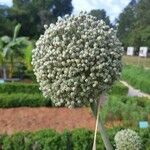 Allium porrum Plod