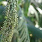 Setaria palmifolia Цвят