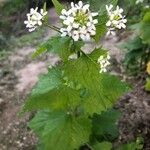 Alliaria petiolata Blatt