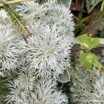 Artemisia schmidtiana Blatt