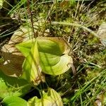 Maianthemum bifolium Лист