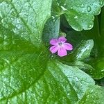 Geranium lucidum 花