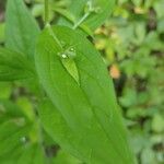 Myosotis macrosperma Leaf