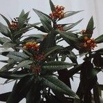 Asclepias curassavica Hábitos