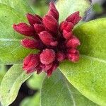 Ixora chinensisΛουλούδι