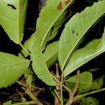 Connarus lentiginosus Leaf