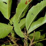 Connarus lentiginosus Hoja