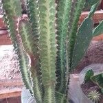 Euphorbia trigona ᱪᱷᱟᱹᱞᱤ